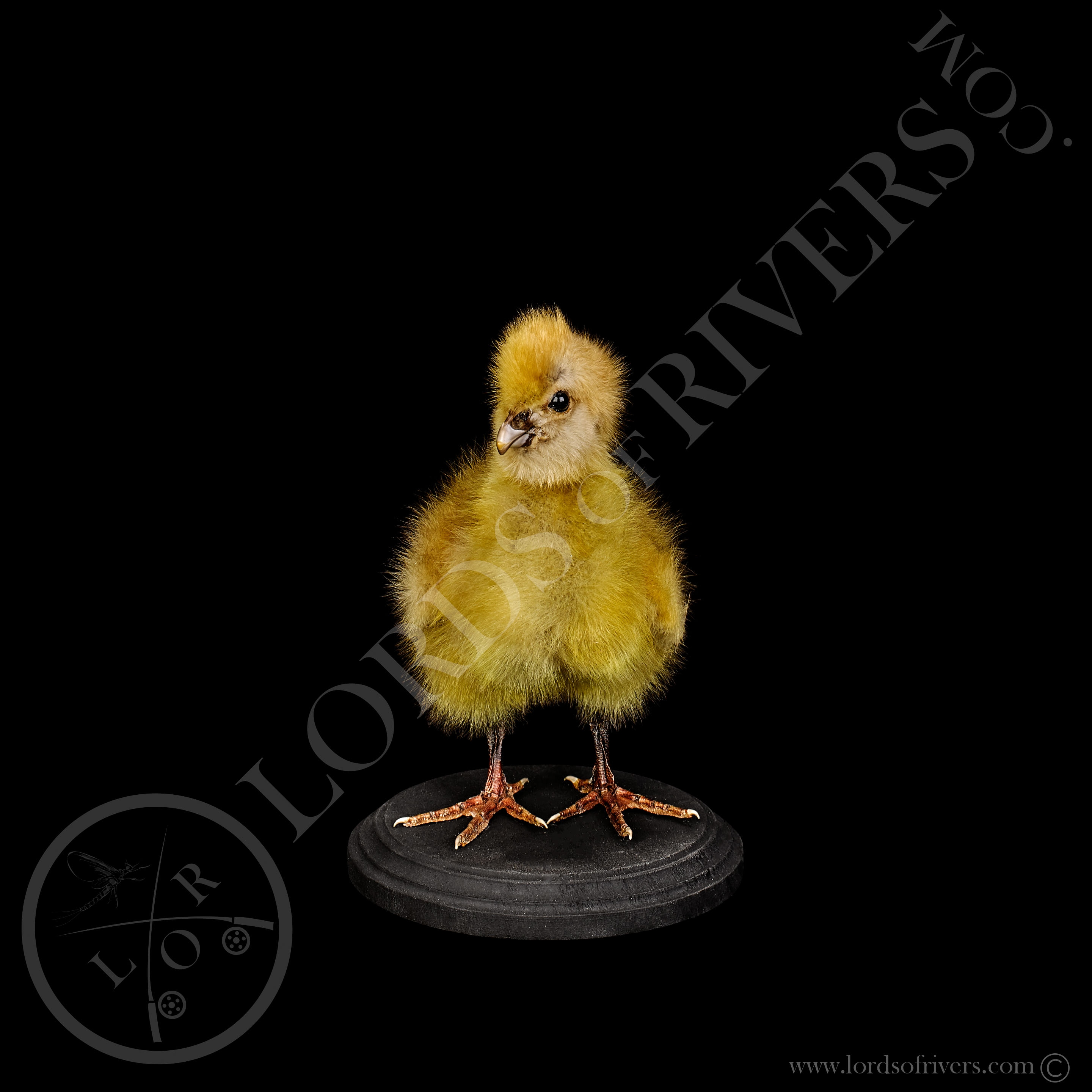 Southern Screamer Taxidermy Lords Of Rivers