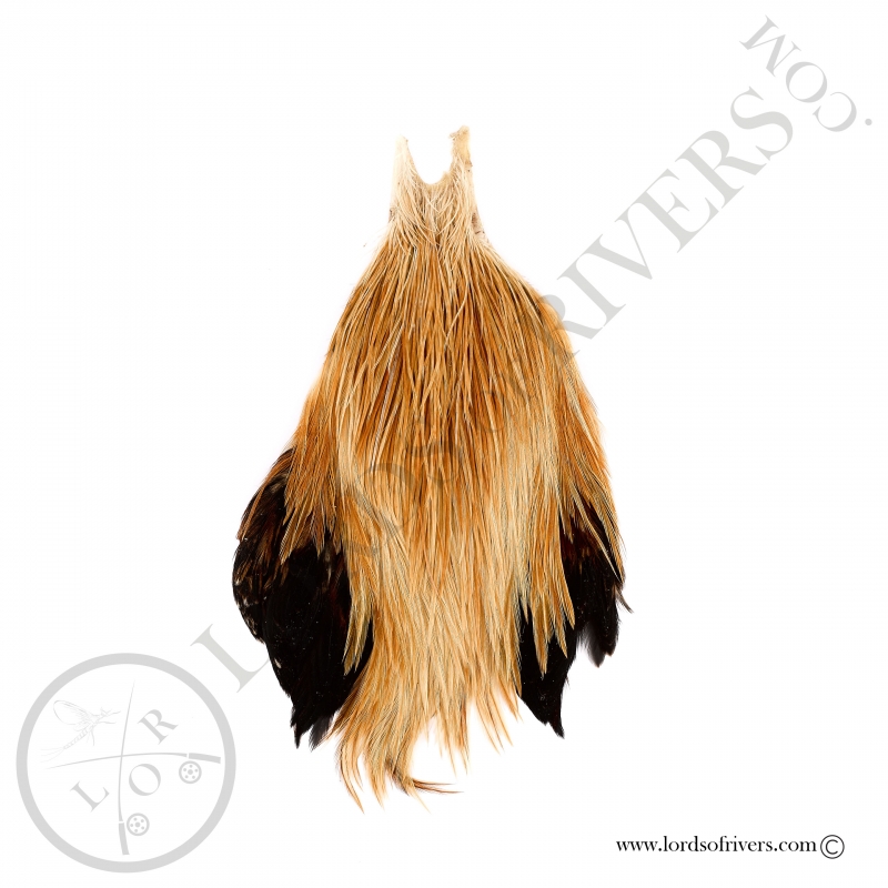 Metz grade 2 rooster neck Ginger