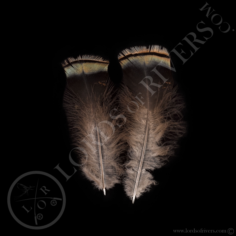 Paire de plumes vertes de dindon sauvage Lords of Rivers Paire de plumes vertes de dindon sauvage Lords of Rivers