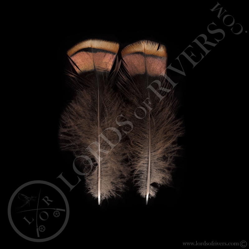 2 married pink wild Turkey feathers Lords of Rivers 2 married pink wild Turkey feathers Lords of Rivers
