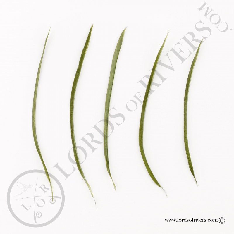 Biots d'oie - 5 plumes Mono couleur Lords of Rivers - Olive