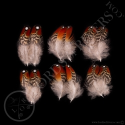 quot-shoulder-feathers-quot-tragopan-sat