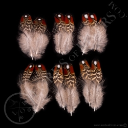 quot-shoulder-feathers-quot-tragopan-sat