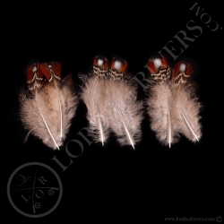 shoulder-feathers-tragopan-satyr-type-3