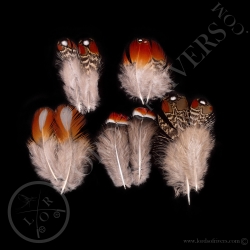 mixed-of-5-paired-body-feathers-tragopan