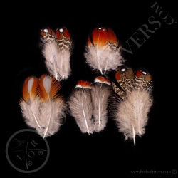 tragopan-satyre-lot-de-6-plumes-de-corps
