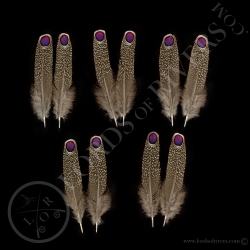 eperonnier-de-chinquis-quot-eyed-feather