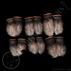 dindon-ocelle-quot-breast-feathers-quot