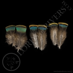 dindon-ocelle-quot-shoulder-feather-quot
