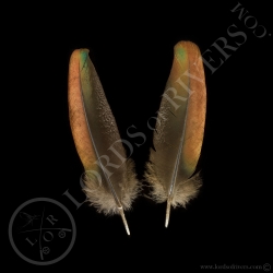 dindon-ocelle-quot-wing-coverts-quot
