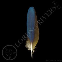 blue-amp-yellow-macaw-wing-feathers-type