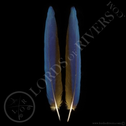 ara-bleu-paire-de-plumes-d-ailes-type-2-