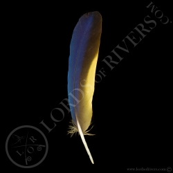 blue-amp-yellow-macaw-wing-feathers-type
