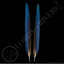 blue-amp-yellow-macaw-side-tail-paired-l