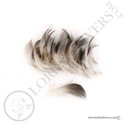 Plumes de flanc de canard Mallard Lords of Rivers