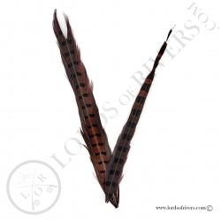 Ringneck natural pheasant center tail 2 sections Lords of Rivers - Brown