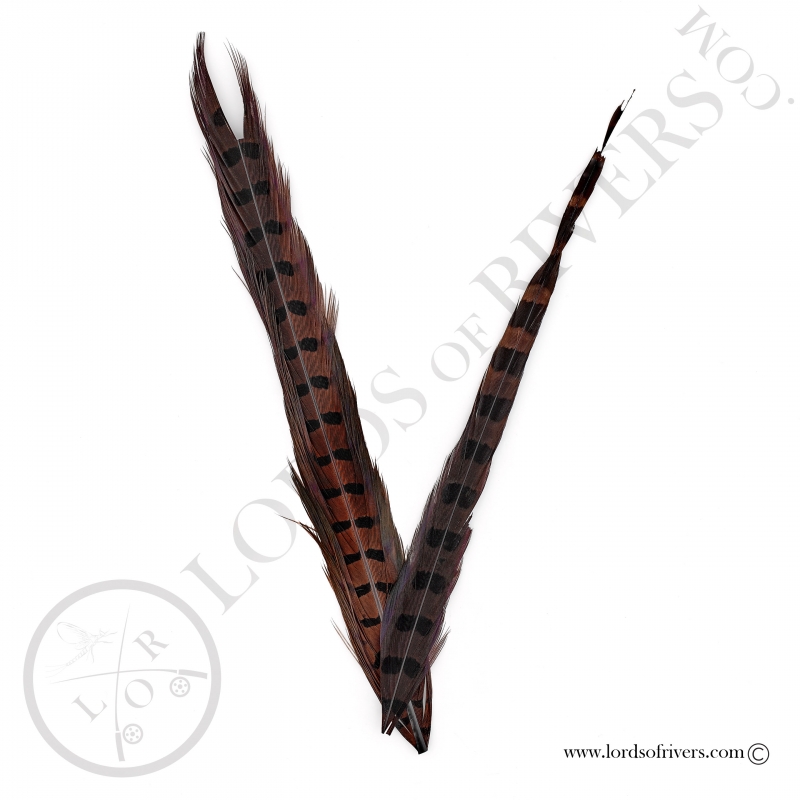 Ringneck natural pheasant center tail 2 sections Lords of Rivers - Brown