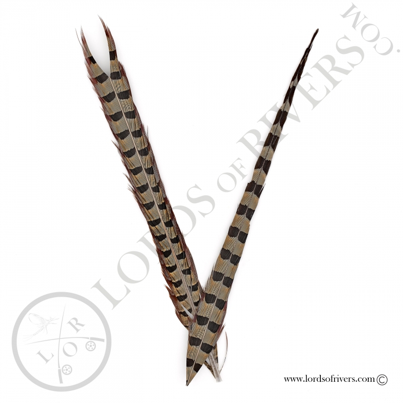 Ringneck natural pheasant center tail 2 sections Lords of Rivers - Natural