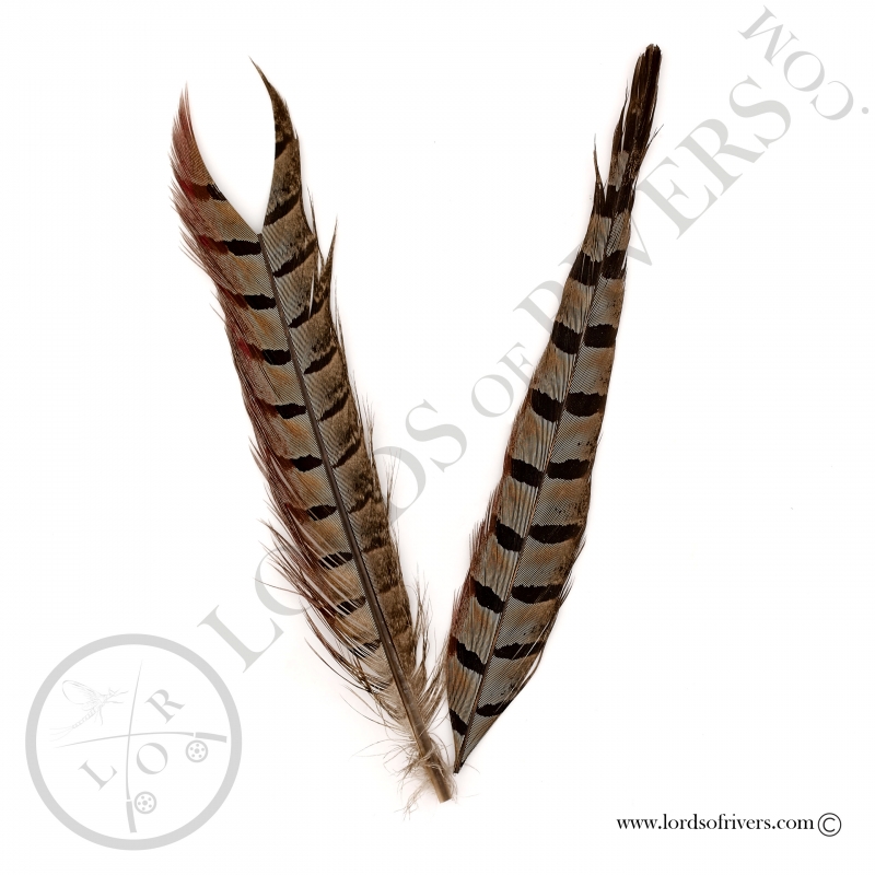 Natural Ringneck Pheasant - Side Tail 2 sections Lords of Rivers