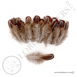 ringneck-pheasant-church-window-feathers