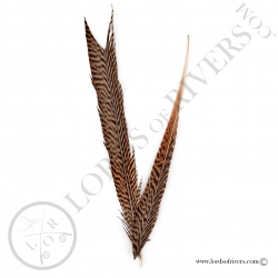 golden-pheasant-center-tail-2-sections-l