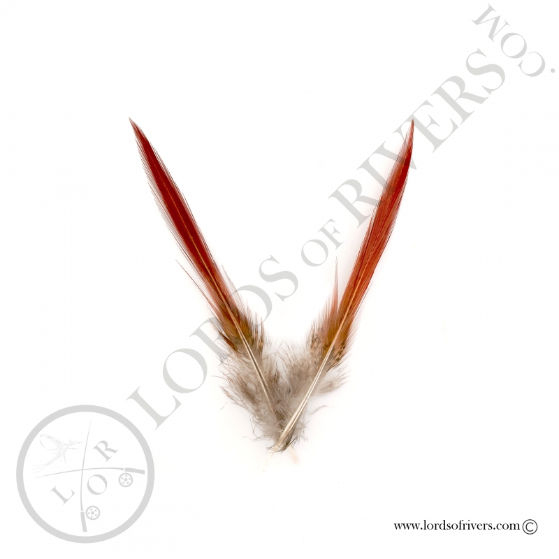 Golden Pheasant Sword Spikes Lords of Rivers