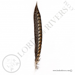 lady-amherst-pheasant-side-tail-lords-of