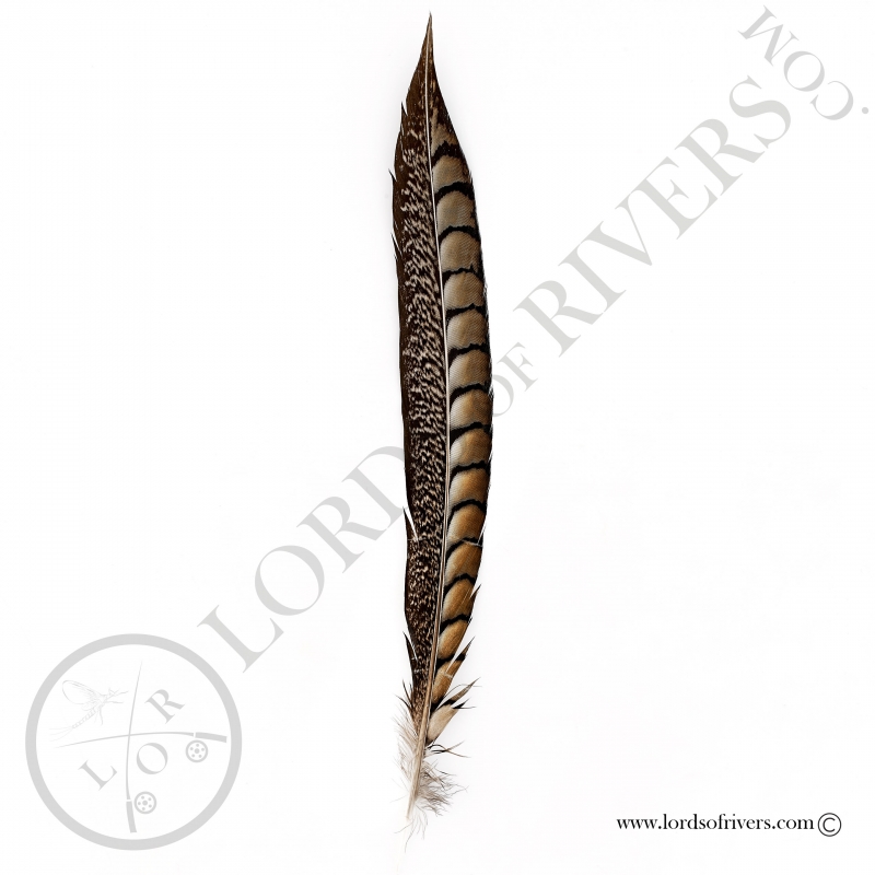 Lady Amherst Pheasant - Side tail Lords of Rivers