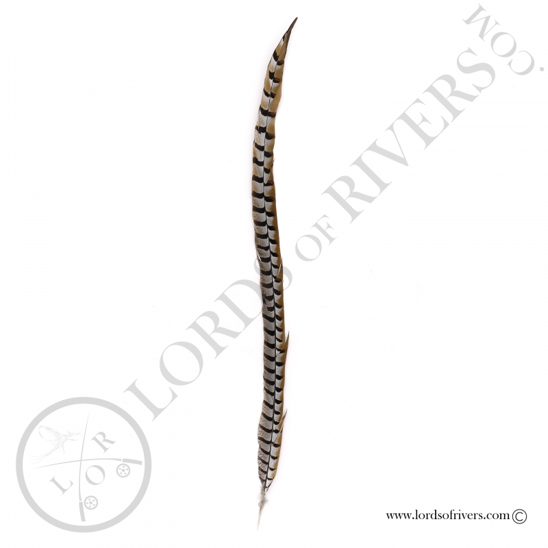 Reeves Pheasant - Center tail full feather Lords of Rivers Reeves Pheasant - Center tail full feather Lords of Rivers