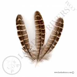 Hen Pheasant wing feathers Lords of Rivers