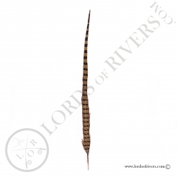 Ringneck natural pheasant center tail full feather Lords of Rivers - Natural