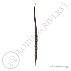 Ringneck natural pheasant center tail full feather Lords of Rivers - Olive