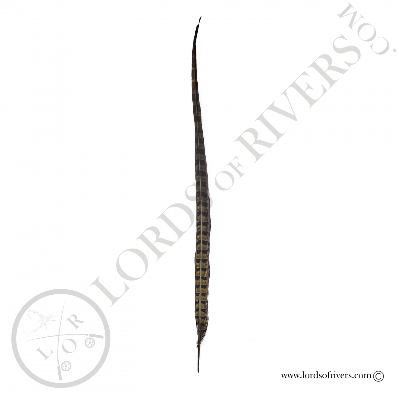 Ringneck natural pheasant center tail full feather Lords of Rivers - Olive