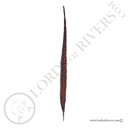 Ringneck natural pheasant center tail full feather Lords of Rivers - Brown
