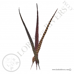 ringneck-natural-pheasant-center-tail-fu