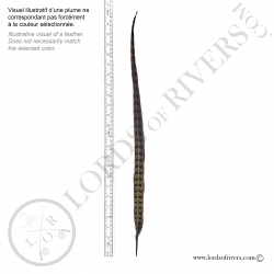 Ringneck natural pheasant center tail full feather Lords of Rivers - Illus. 1