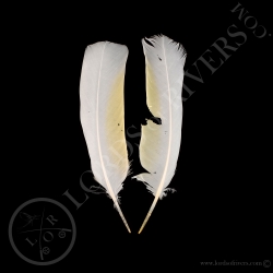 cacatoes-blanc-paire-de-plumes-d-ailes-t