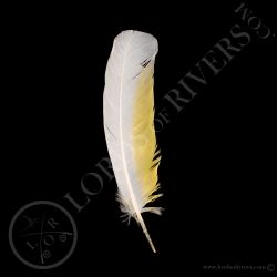 cacatoes-blanc-plume-d-ailes-type-2-lord