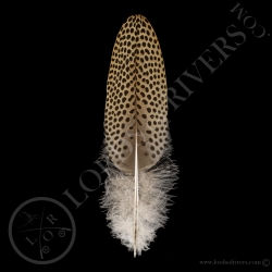 faisan-argus-plume-de-dos-grade-a-lords-