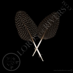pintade-vulturine-paire-de-plumes-de-cor