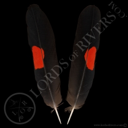 cacatoes-de-banks-paire-de-plumes-de-que