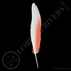 cacatoes-de-leadbeater-plume-d-aile-type
