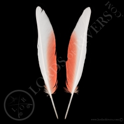 cacatoes-de-leadbeater-paire-de-plumes-d