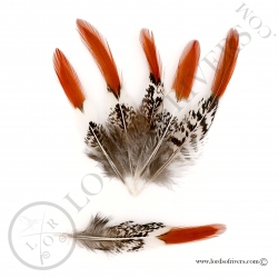 lady-amherst-pheasant-swords-spikes-lord
