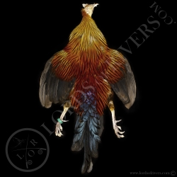 sri-lanka-ceylon-junglefowl-full-skin-lo