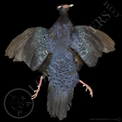 edwards-s-pheasant-full-skin-lords-of-ri