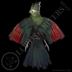 green-guinea-turaco-full-skin-lords-of-r