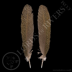 argus-pheasant-hen-secondary-wing-paired