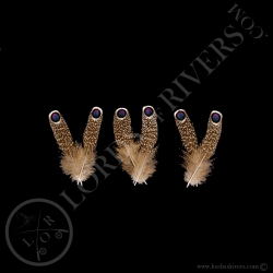 grey-peacock-pheasant-eyed-feather-s-xs-