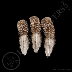 eperonnier-de-chinquis-quot-back-feather